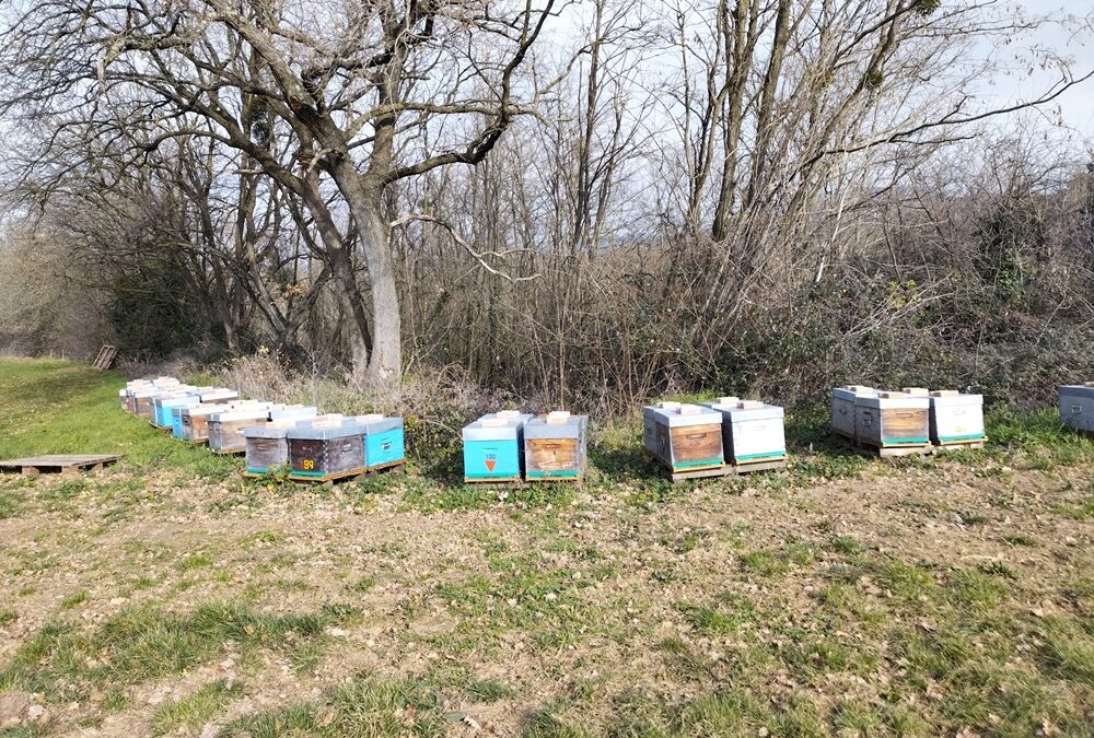 Le soleil de février …